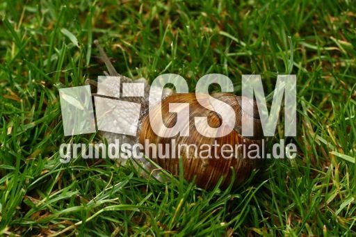 Weinbergschnecke 022.jpg